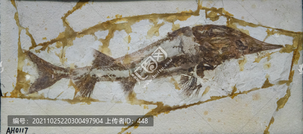 鱘魚化石