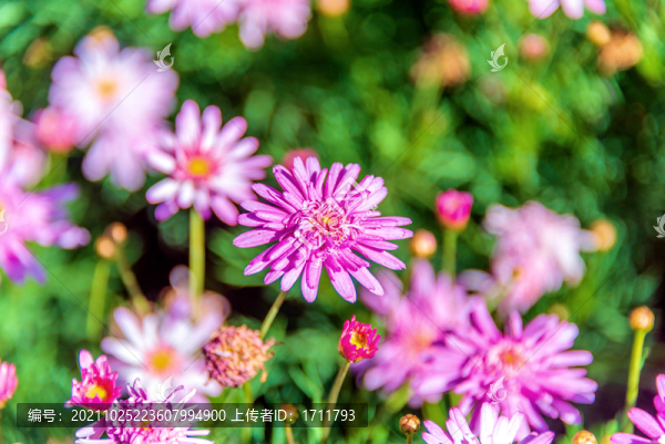 開(kāi)花的番杏科植物美麗日中花