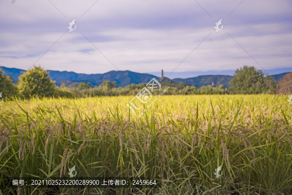 京西稻花香