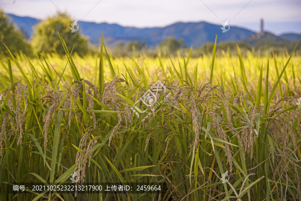 京西稻花香