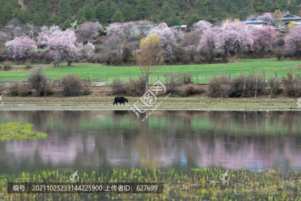 林芝桃花