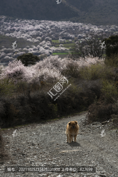 林芝桃花