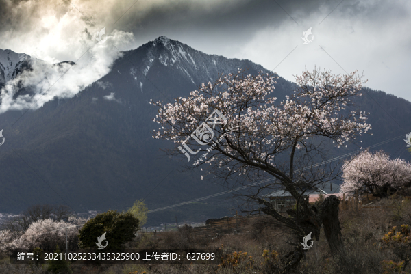 林芝桃花
