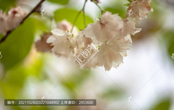 西安青龍寺