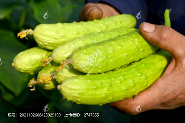 手捧海陽(yáng)牛奶白玉黃瓜