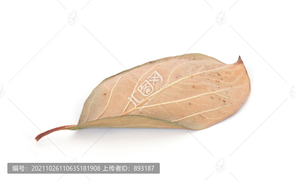 白背景上一片黃色的柿樹葉