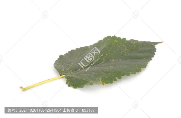 白背景上一片綠色的桑樹葉