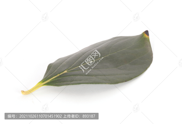 一片綠色的樹葉在白背景上