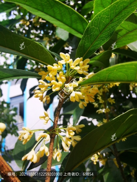 桂花