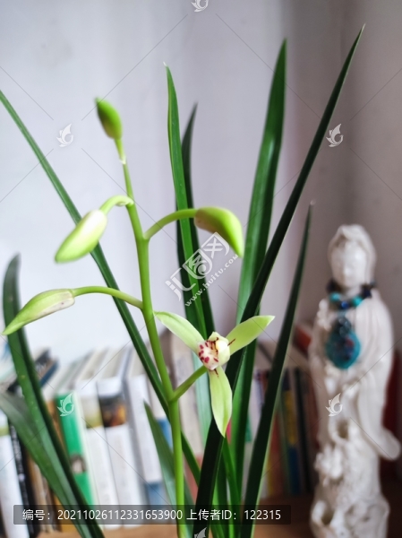 佛系蘭花