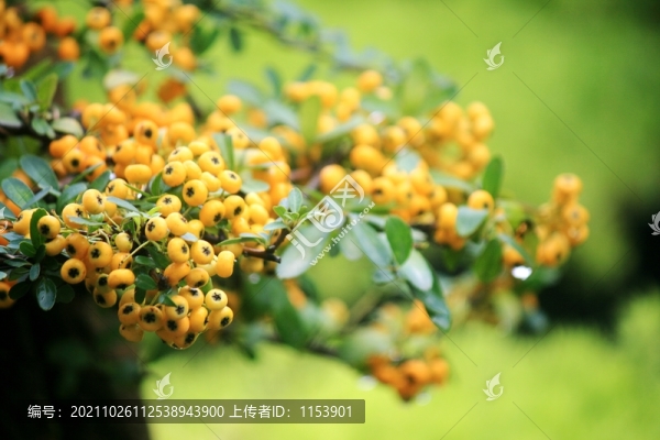 火棘