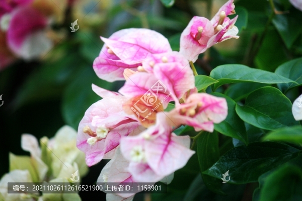 葉子花