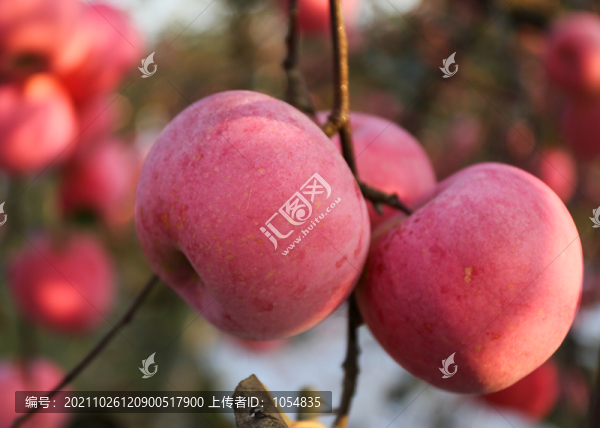煙臺(tái)蘋果