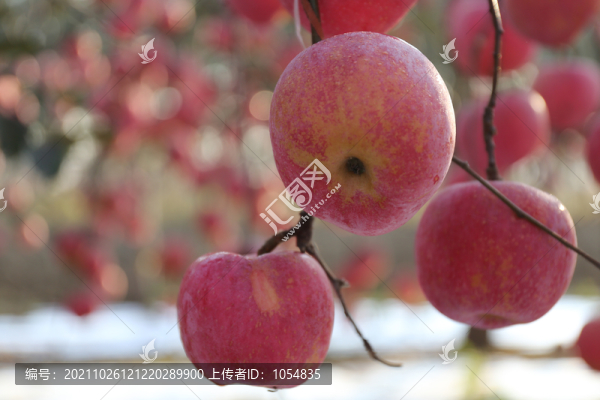 煙臺(tái)蘋(píng)果