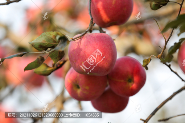 煙臺蘋果