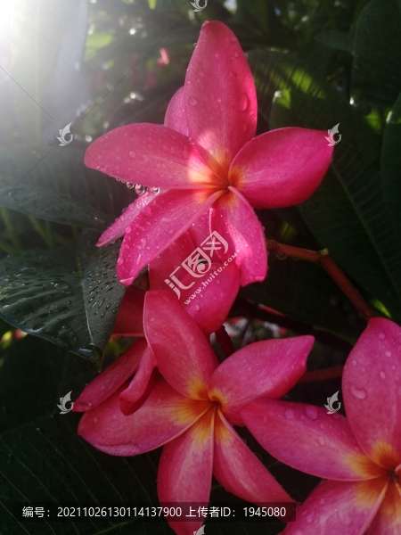 雞蛋花雨滴