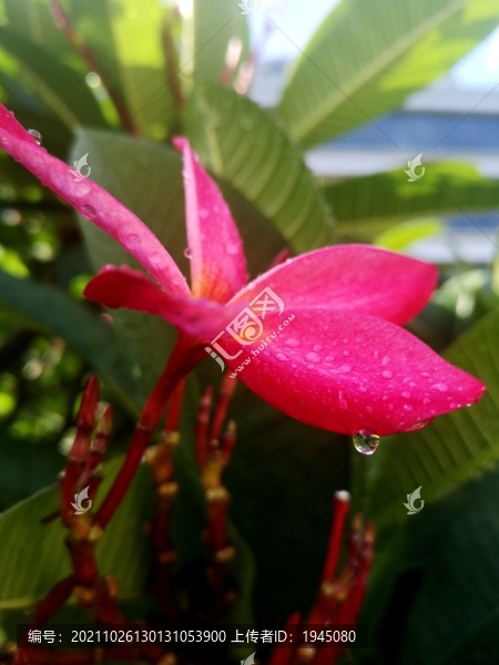 雞蛋花雨滴