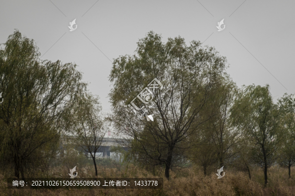 飛翔的白鳥