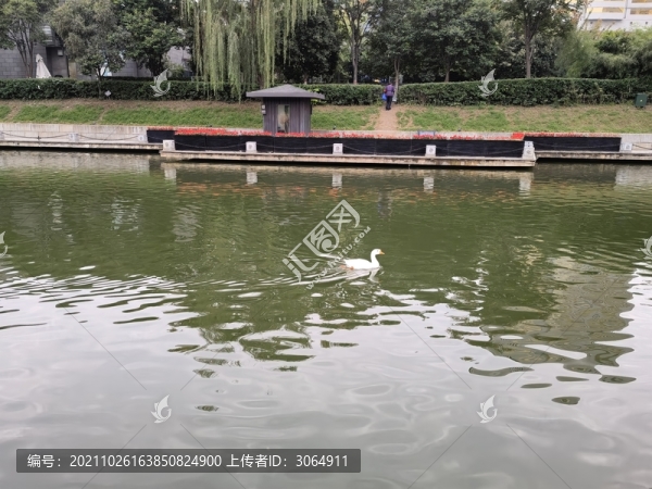 西安古城墻護(hù)城河天鵝