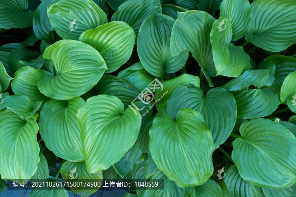 玉簪綠植