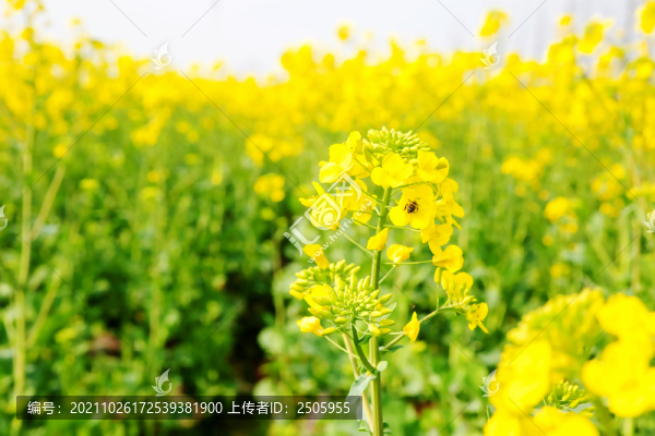 油菜花
