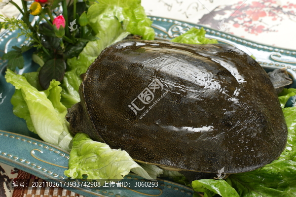 甲魚