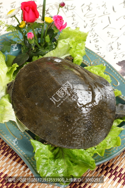 甲魚