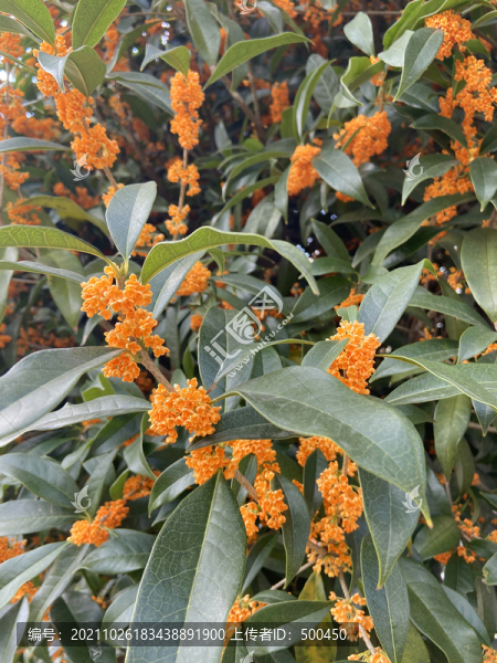 桂花