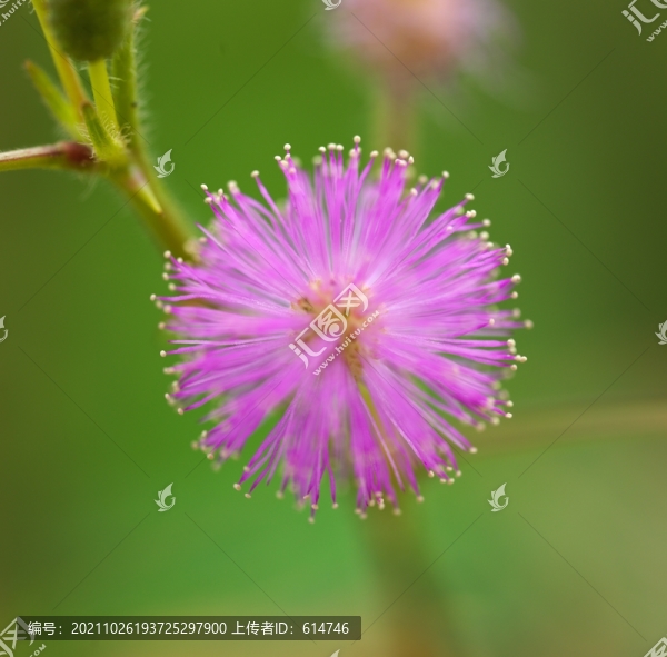 含羞草
