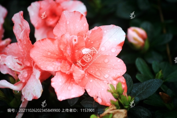 杜鵑花