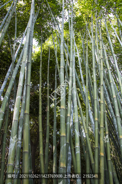 翠竹林竹葉