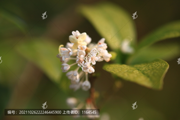 桂花