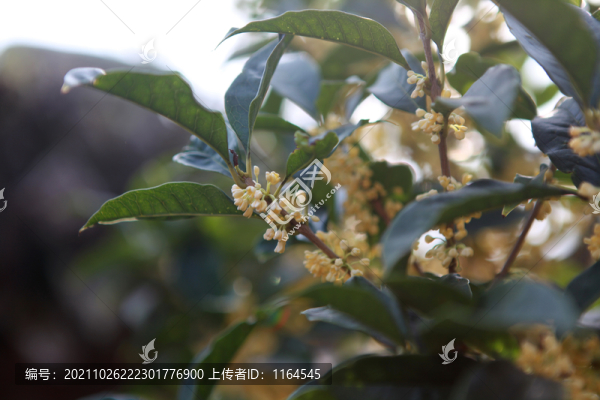 桂花