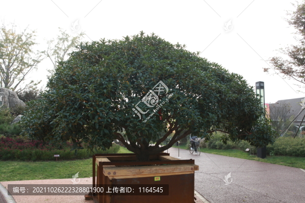 桂花