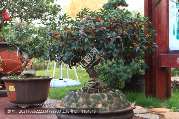 桂花
