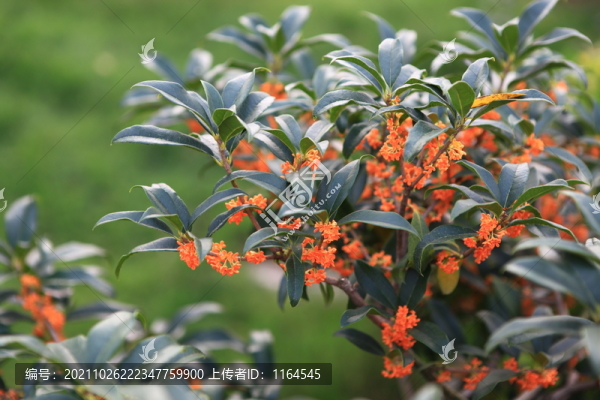 桂花