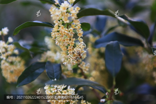 桂花