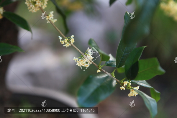 桂花