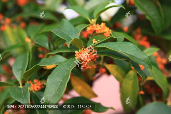 桂花
