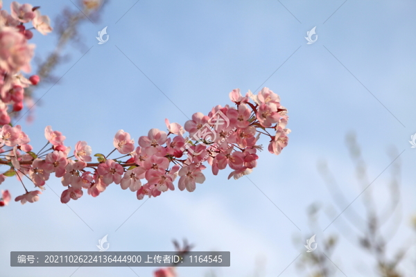 海棠花