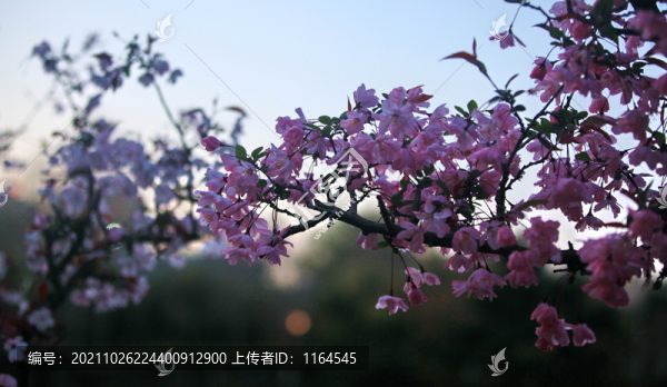 海棠花
