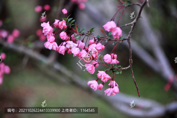 海棠花