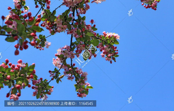 海棠花