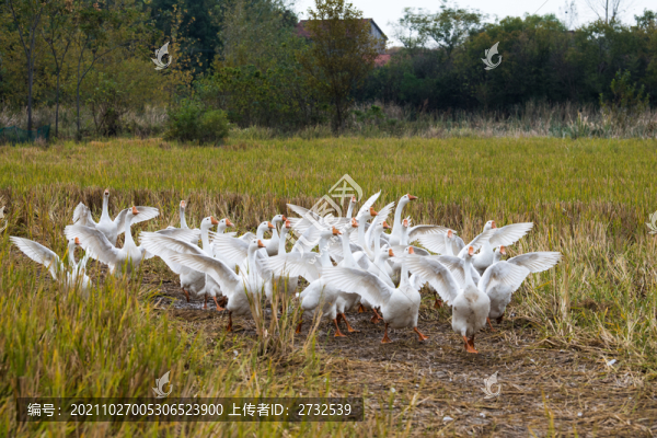 散養(yǎng)鵝