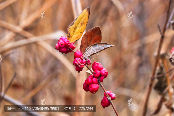 紅雪果