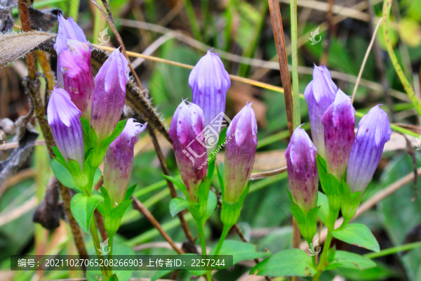 龍膽花