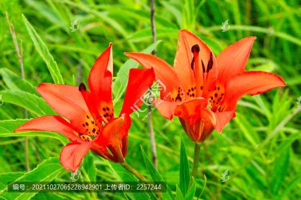 毛百合