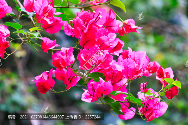 葉子花