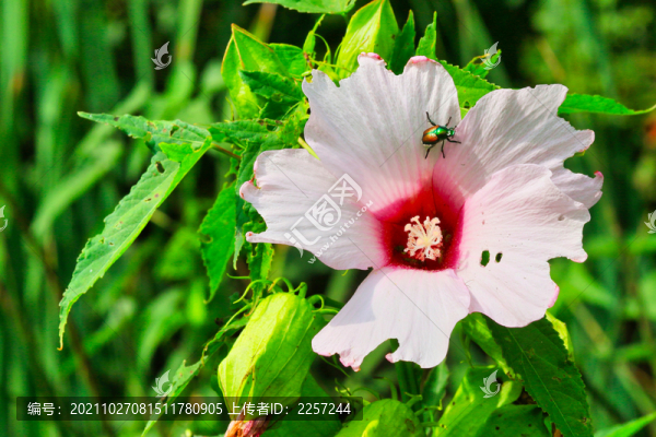 木槿