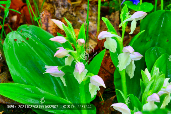 頭蕊蘭